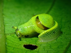 Ibycus rachelae