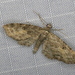 Larch Pug Moth - Photo (c) a_anctil, some rights reserved (CC BY-NC)