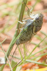 Diceroprocta vitripennis
