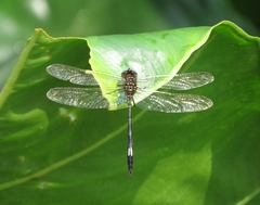 Brechmorhoga praecox