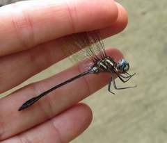 Brechmorhoga praecox
