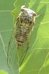 Diceroprocta vitripennis