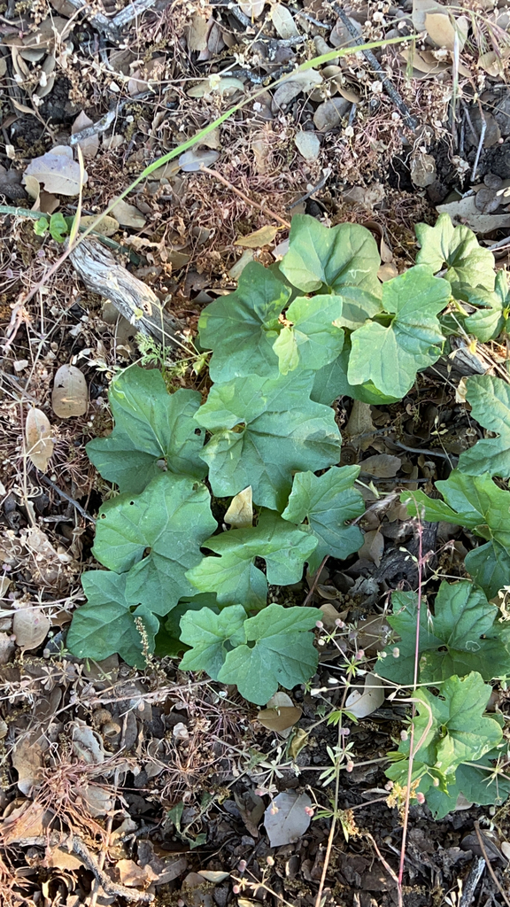 Man-roots from Keene on June 12, 2022 at 07:01 PM by Alex · iNaturalist