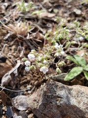 Hesperolinon congestum