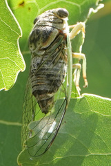 Diceroprocta vitripennis
