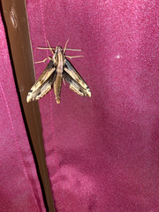 Xylophanes ceratomioides