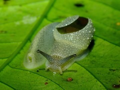Ibycus rachelae