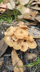 Desarmillaria tabescens image