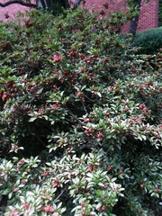 Magnoliopsida