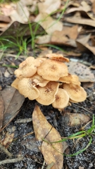 Desarmillaria tabescens image