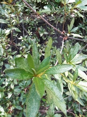 Rhododendron