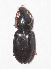 Abacetus salzmanni