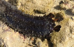 Holothuria leucospilota