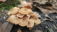 Desarmillaria tabescens image