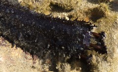 Holothuria leucospilota
