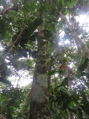 Brosimum guianense