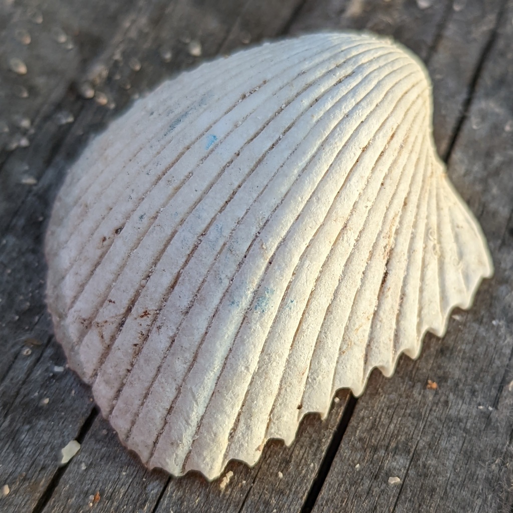 strawberry cockle