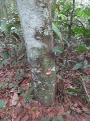 Brosimum guianense