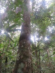 Brosimum guianense