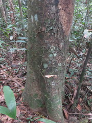 Brosimum guianense
