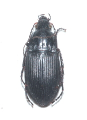 Calathus fuscipes punctipennis