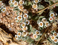 Euphorbia vallis-mortae