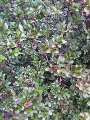 Magnoliopsida