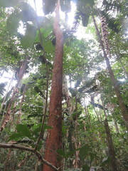 Iryanthera juruensis