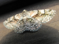 Satoblephara parvularia