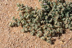 Euphorbia vallis-mortae