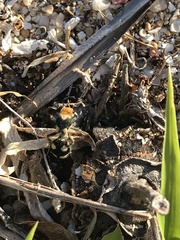 Dasymutilla araneoides