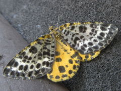 Arichanna melanaria