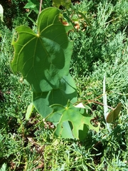 Magnoliopsida