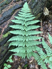 Dryopteris × triploidea