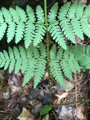 Dryopteris × triploidea