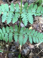 Dryopteris × triploidea