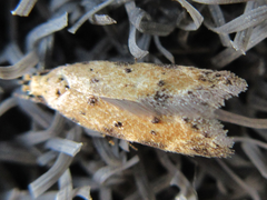 Pseudotelphusa acrobrunella