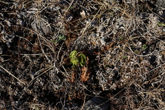 Botrychium neolunaria