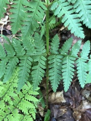 Dryopteris × triploidea