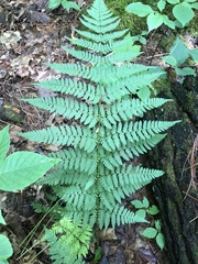 Dryopteris × triploidea