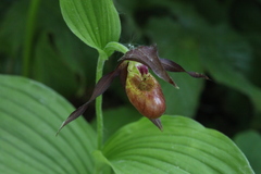 Cypripedium shanxiense
