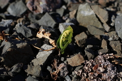 Botrychium neolunaria