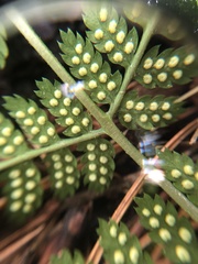 Dryopteris × triploidea