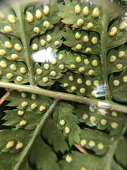 Dryopteris × triploidea