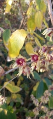 Chimonanthus praecox