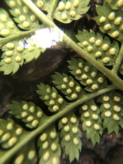 Dryopteris × triploidea