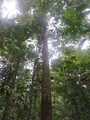 Iryanthera paraensis