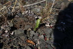 Botrychium neolunaria