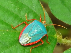 Edessa rufomarginata