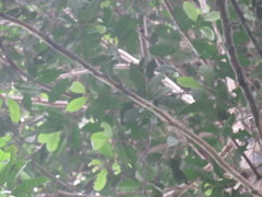 Iryanthera paraensis